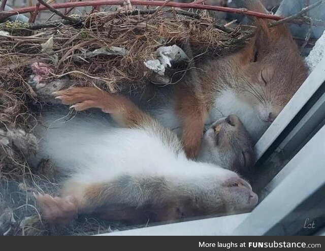 Squirrels forgot to check if they were sleeping on glass