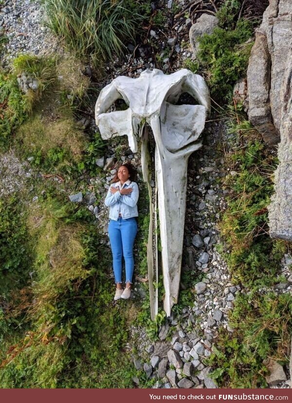 A whale skull with a human for scale
