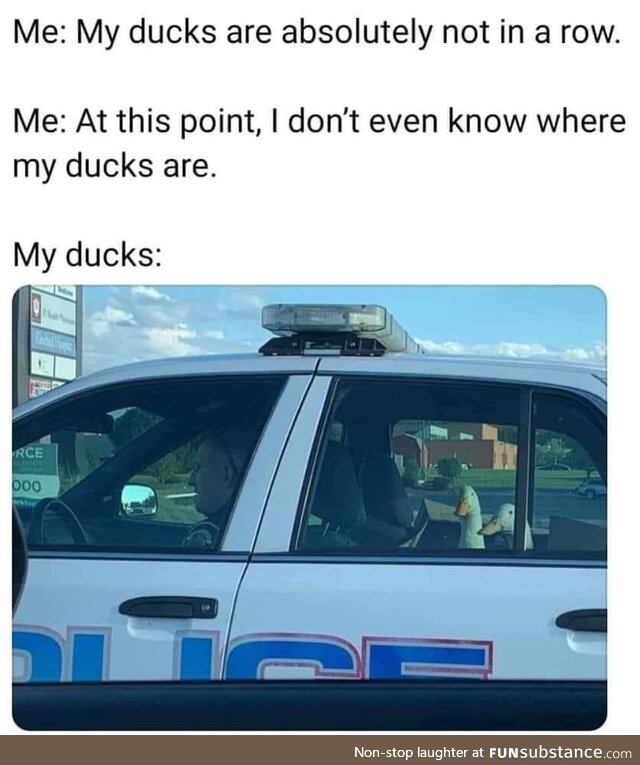My duckies