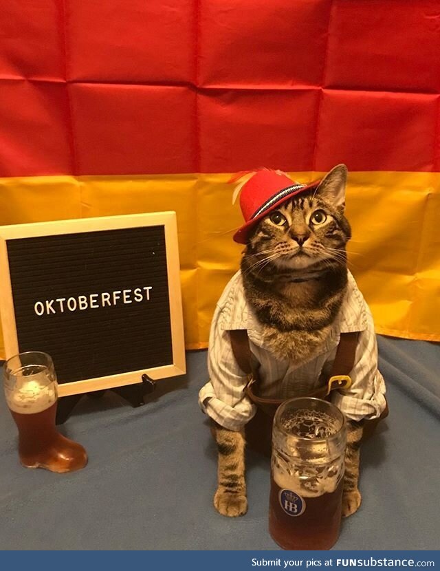 Caturday - What Was in That Beer?