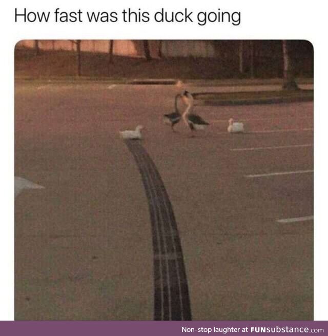 Ducks do not care about speed limit laws