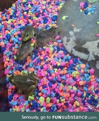 Froggos '23 #257 - Colorful Gravel