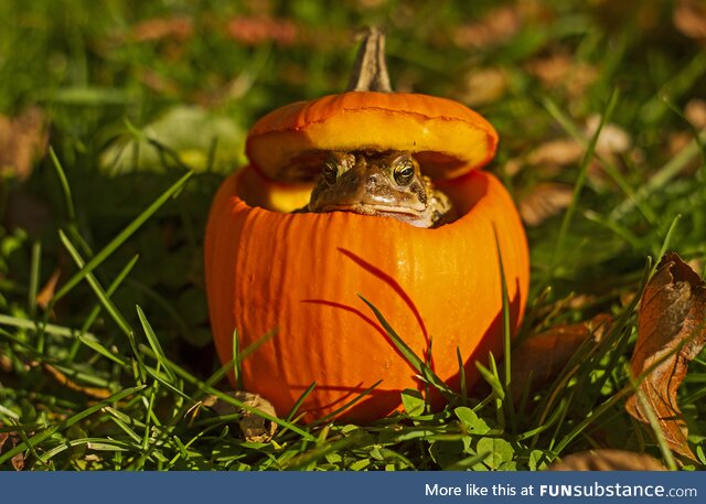 Froggos '23 #269/Spooktober Day 5 - What Lurks in the Pumpkin?