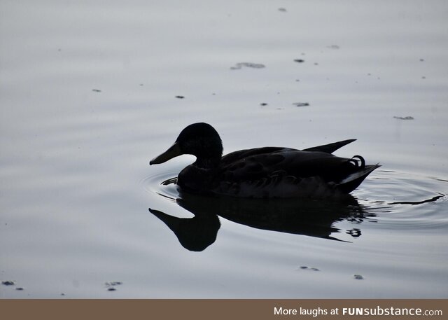 Duck. Probably one of my favorite photos I’ve ever taken!