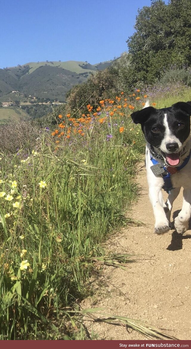 I found an old photo of my dog on one of his first hikes with me????