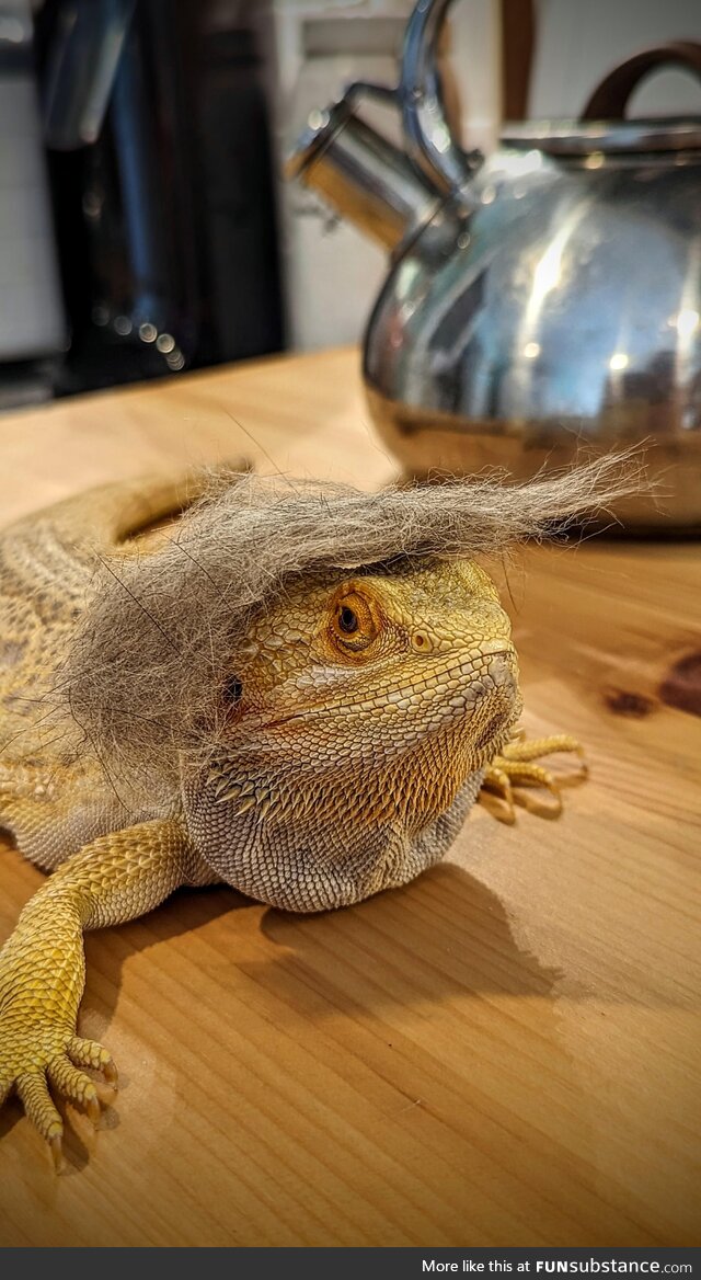 I put a piece of cat shed on my bearded dragon and now he looks like a certain someone