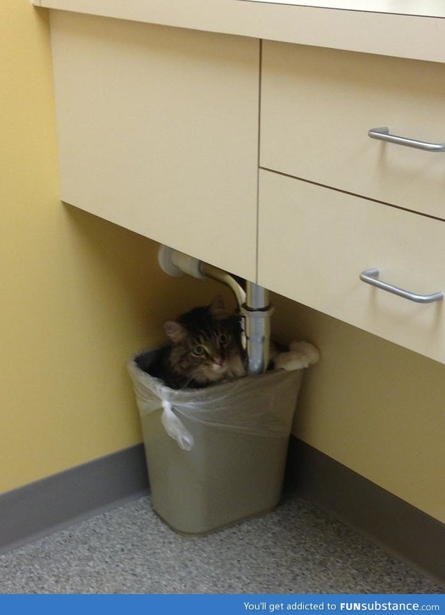 My cat was afraid of the vet, so he hid