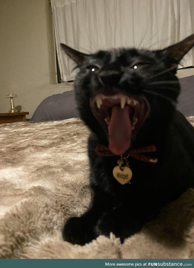 The way my cat yawns