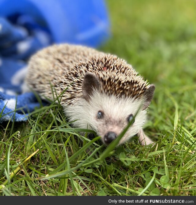 [OC] My handsome senior hog exploring the garden