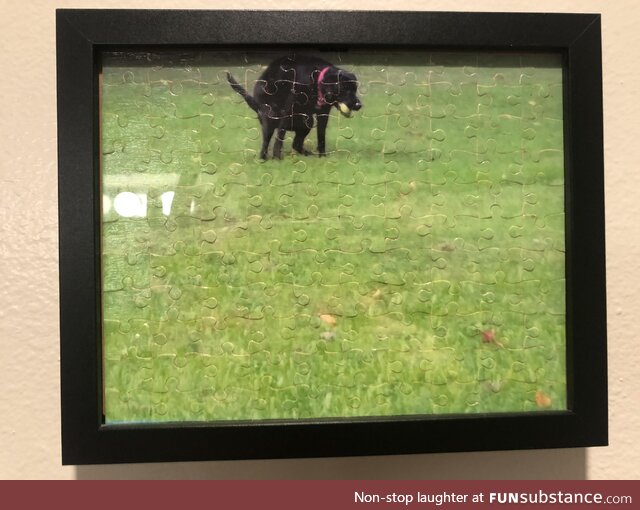 I turned a picture of my Labrador pooping into a puzzle, gave it to my dad for Christmas