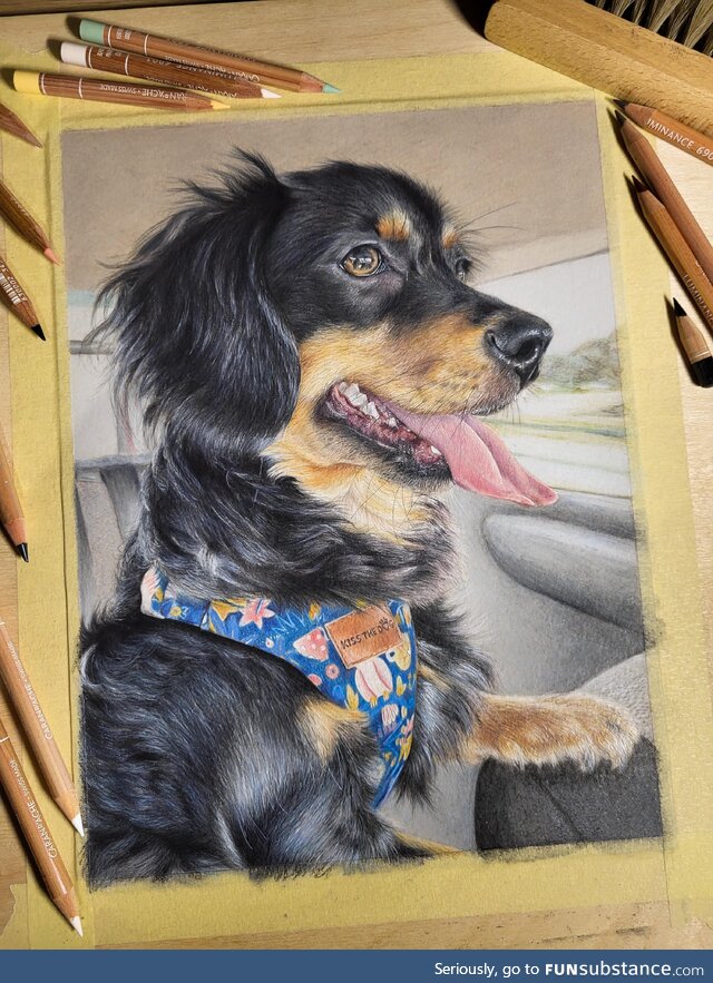 I drew my friend's dog with colored pencils on paper