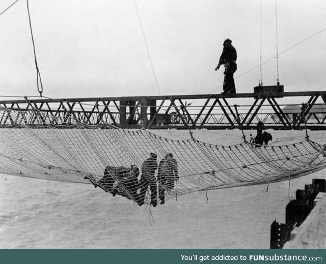 Chief engineer of the Golden Gate Bridge required that a net be placed underneath. It