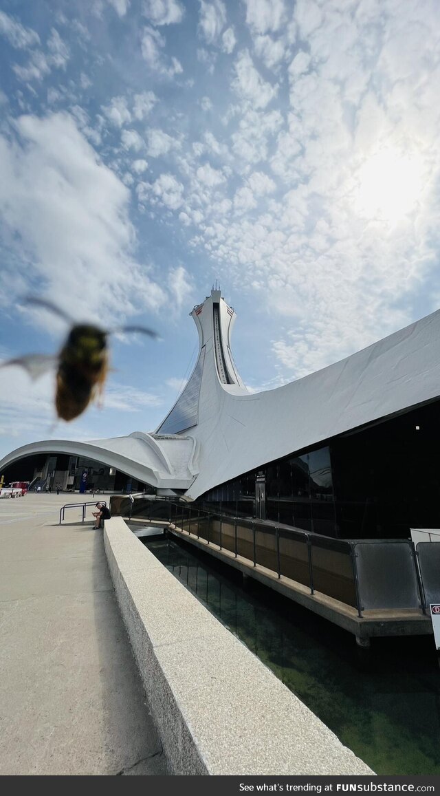 The Montreal Tower (bee not to scale)
