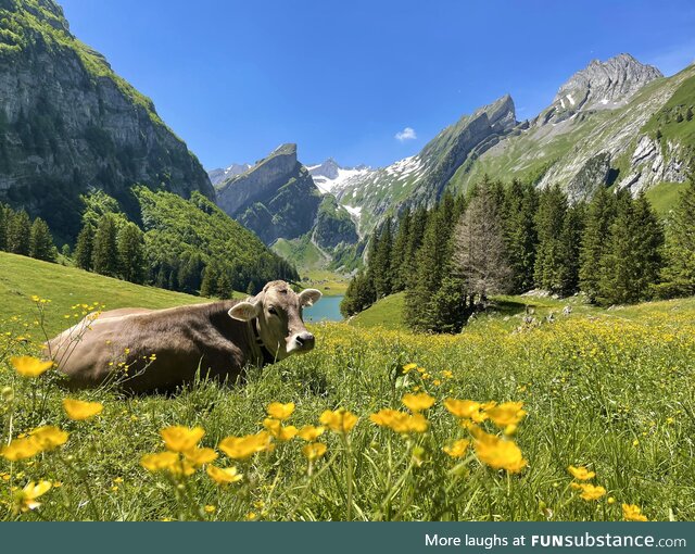 Even the cows in Switzerland like to show off!