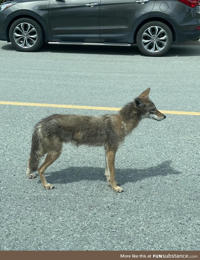 Surprised by Wile E. Here just chillin’ in the street when I went to open my door today