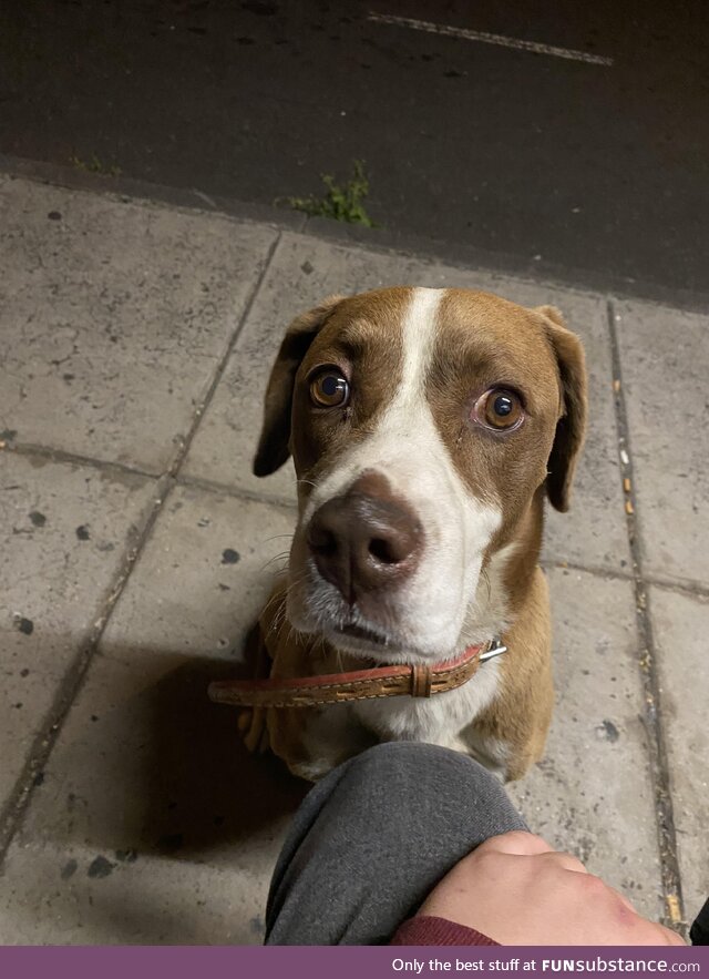 This dog came to me while I was waiting for the bus