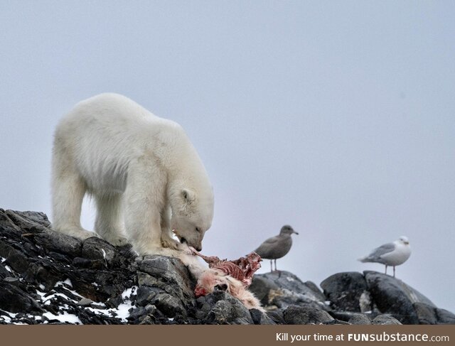 [OC] I snapped this from a boat in the Arctic - 2 bears 2 birds