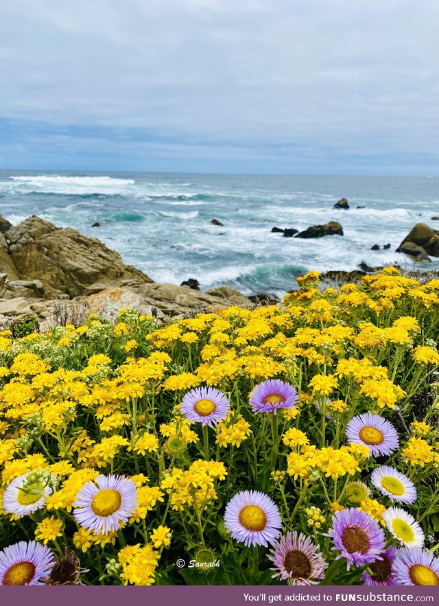 [OC] Wildflowers on a cliff, Big Sur, California