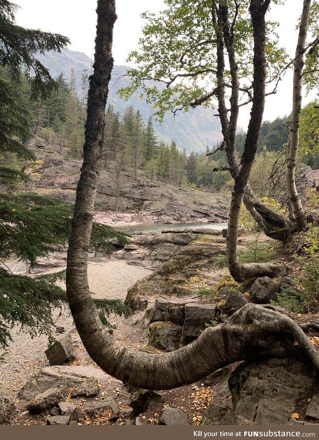 Glacier National Park (area struck me as primordial)