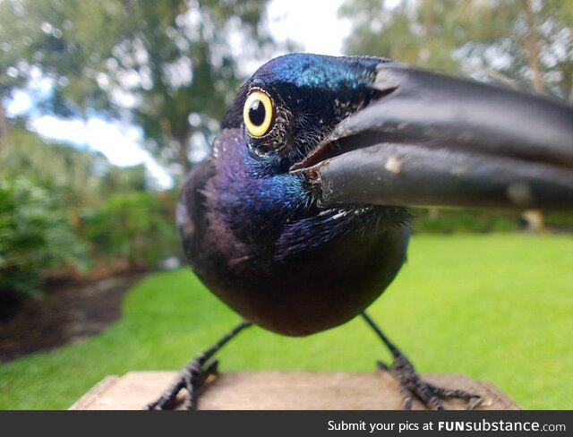 This Common Grackle is interested in your dinner