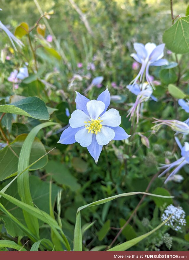 [OC] Found these gorgeous Columbines, the state flower of Colorado, on my walk this