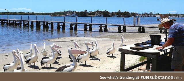 New class at Florida pelican school -- Critical Bird Theory