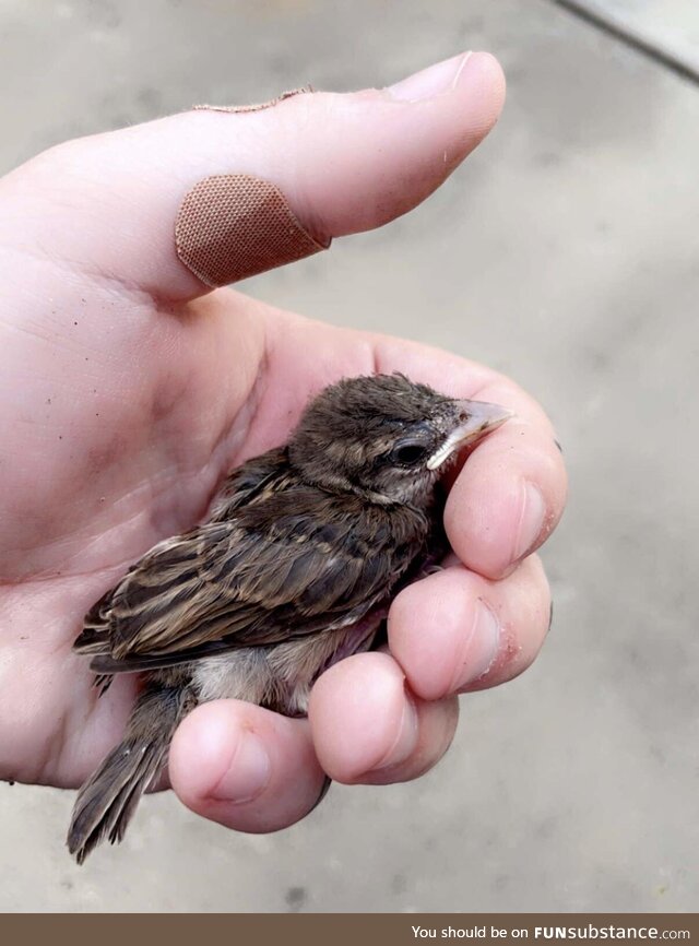 Baby sparrow with a broken foot that flapped it’s way into our garage today