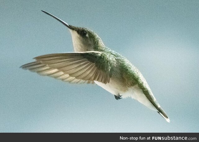 Hummingbird outside my window