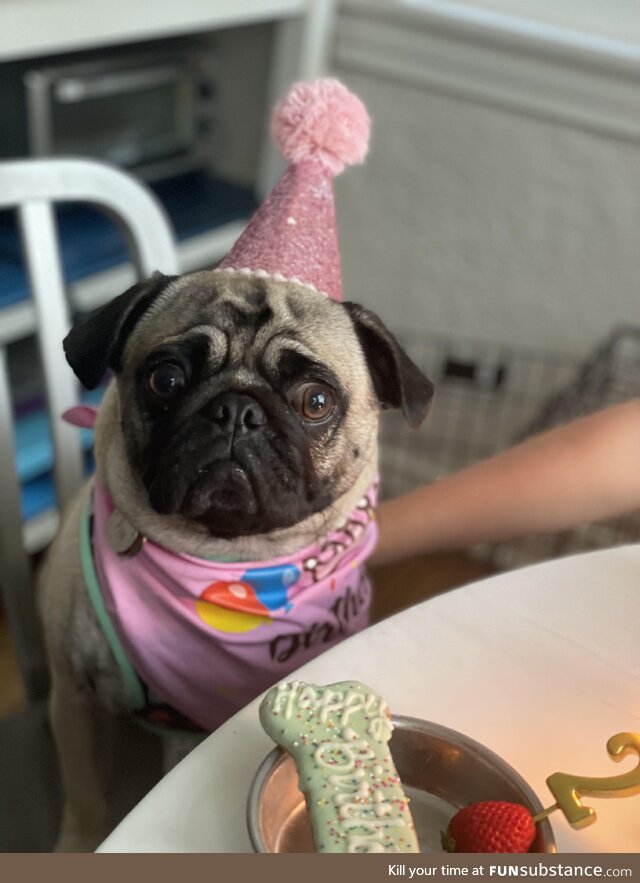 [OC] it’s my birthday and I’m about to have cake… or a dog version of it