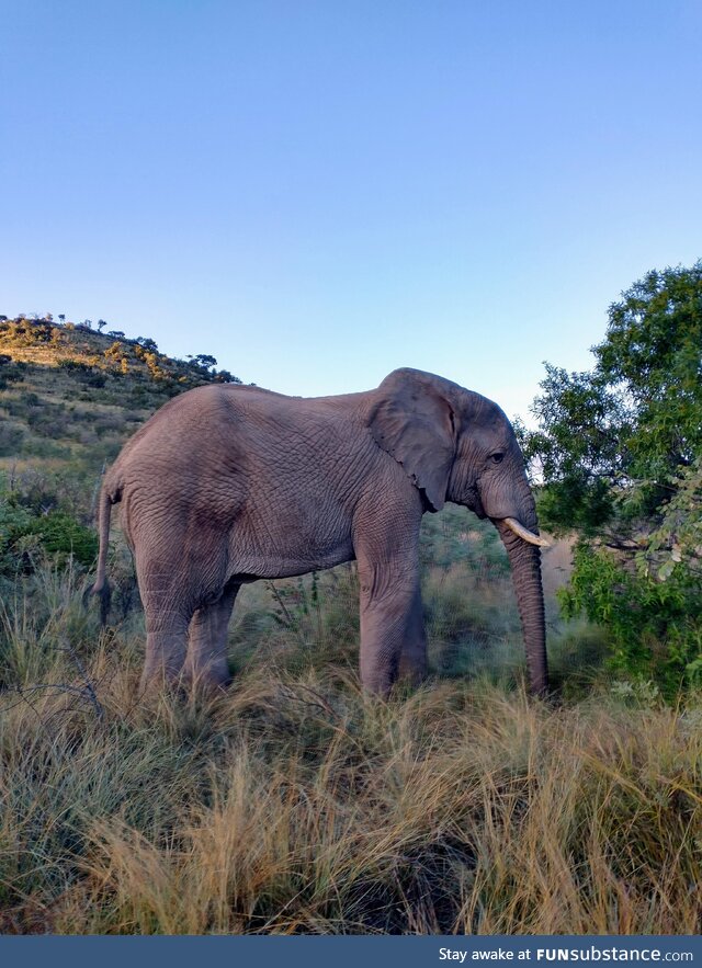 [OC] Old Bull Elephant at Dawn. Taken during a morning drive at Pilanesburg National Park