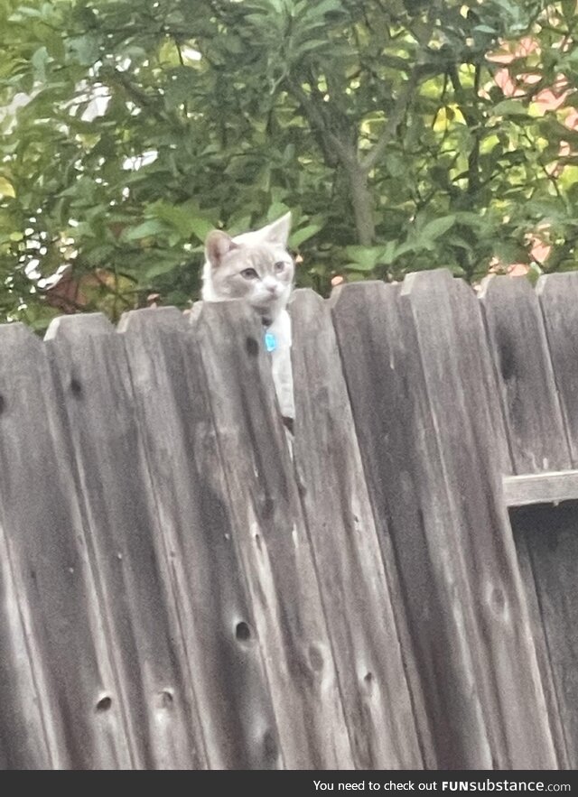 I’ve nicknamed my neighbors cat “Wilson”