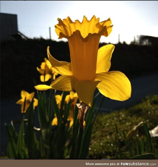 A nice daffodil