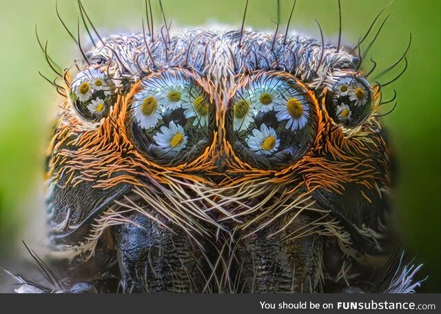 Stunning macro photo of Daisies reflecting off a Jumping spiders eyes Credit: Alberto