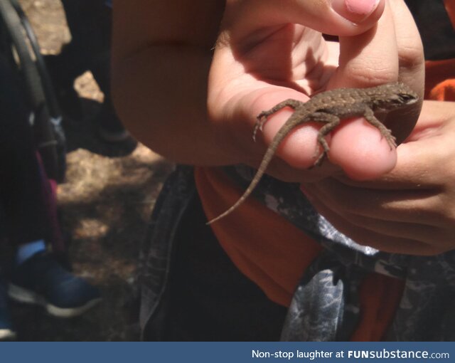 My friends and I found a baby lizard on a hike last week [OC]