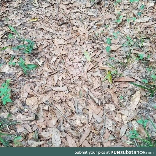 There's a Copperhead in this picture. Be safe out there