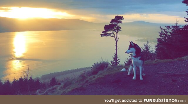 My friends dog a few years back at Kodak Corner, Northern Ireland