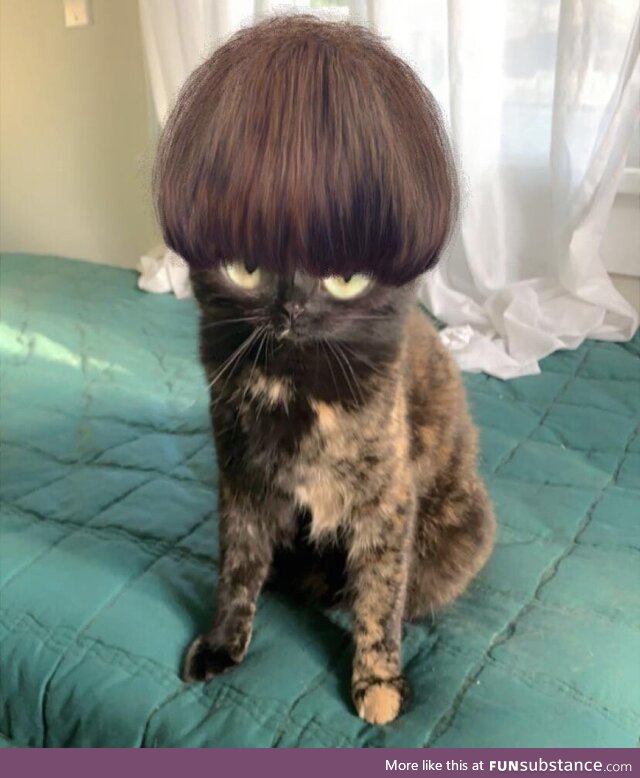 Here’s a picture of my cat with a hair filter