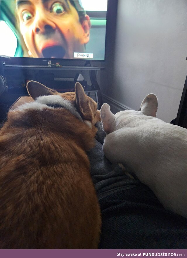 Puppysitting my friend's dog Bean and got a cute shot while watching Mr Bean's Holiday