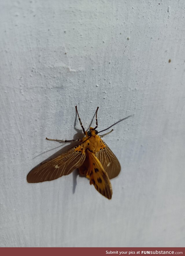This moth has a mutation that gave it 3 wings