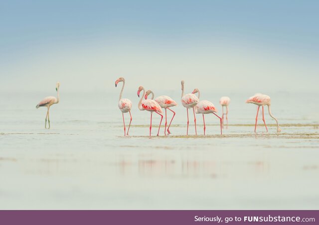 I took a picture of flamingos at a backwater near Thiruvallur, Tamil Nadu, India