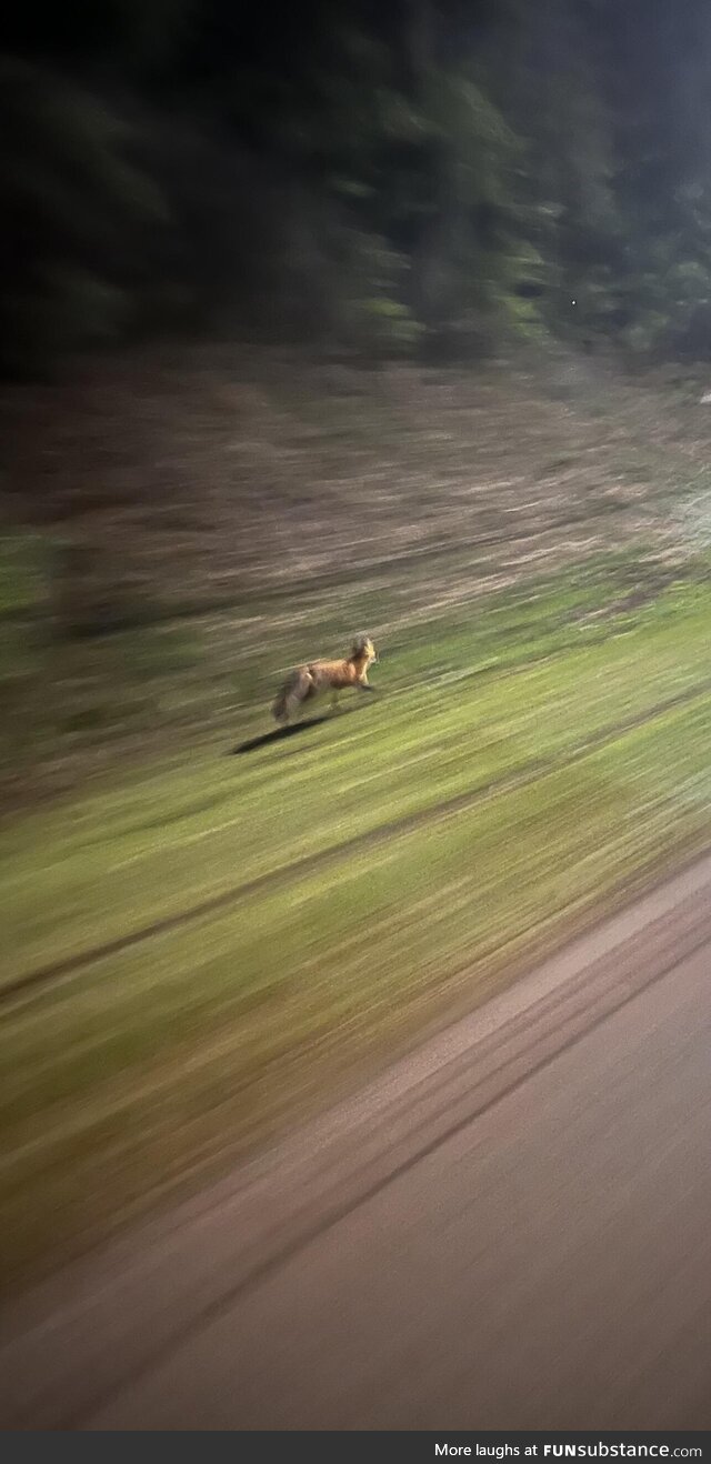 Caught a pic of a fox driving home. No editing at all and it looks like a painting