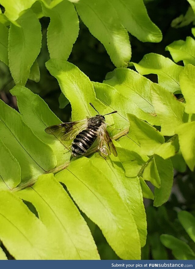 [OC] Super nifty bee I found while sitting out in the garden <3