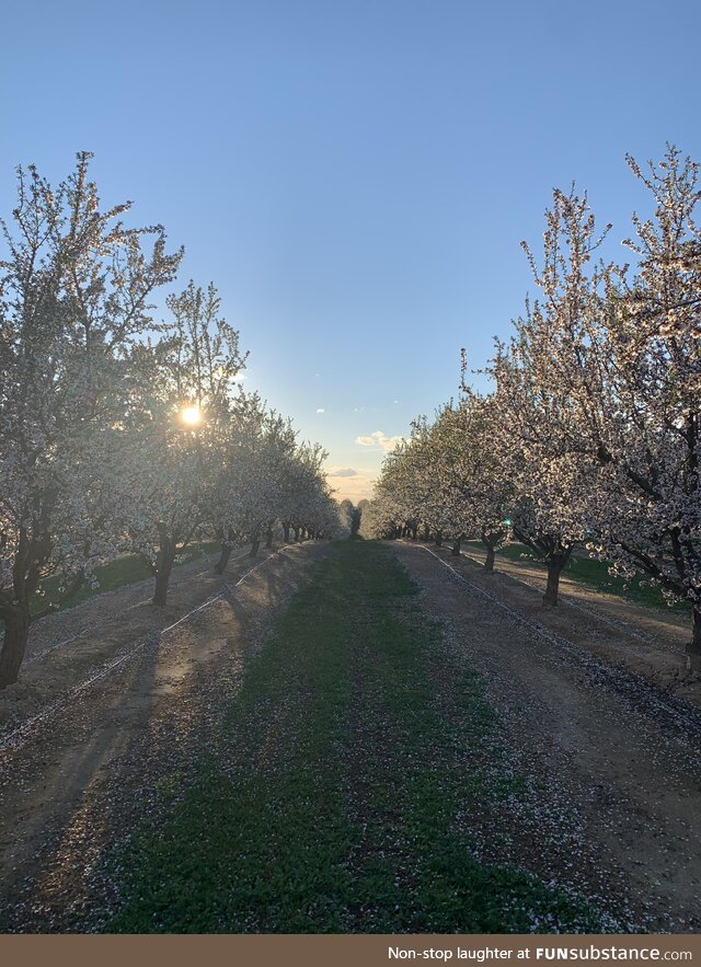 (OC) Almond trees in bloom. California