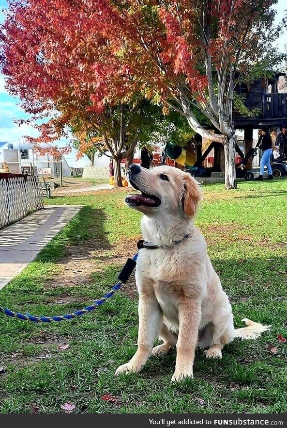 Fall vibes (and a puppy!)