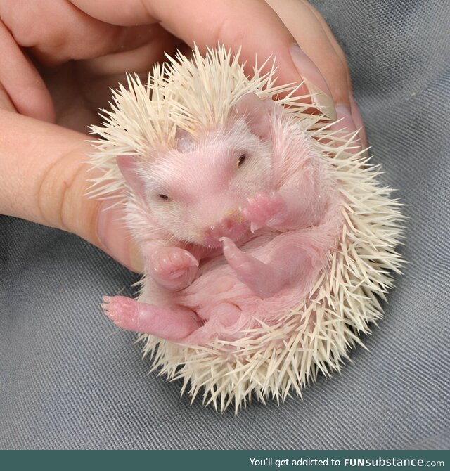 This is how baby hedgehogs look like
