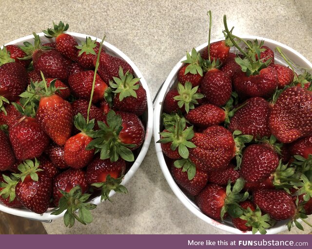 [OC] Went strawberry picking