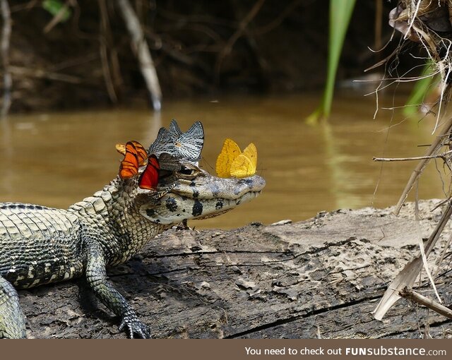 Caiman Covered in Butterflys