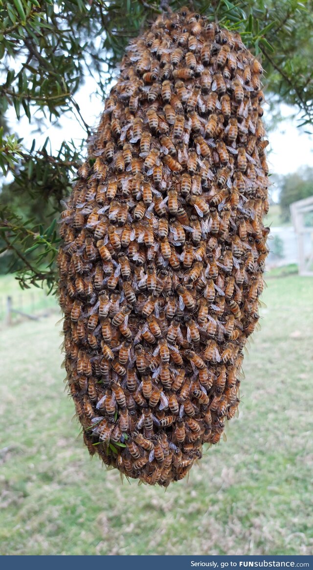 My bees decided to move out of their hive and congregate on a nearby tree