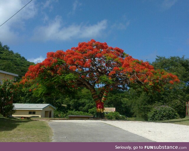 A colourful approach to the school on Carriacou