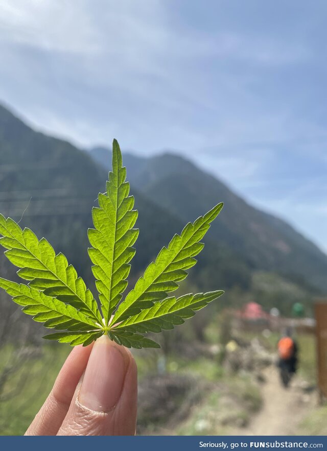 Kasol , Himachal Pradesh . The land of Cannabis and Shiva
